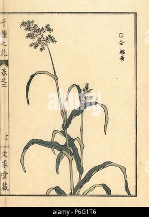 Toukibi ou du maïs, Zea mays. Gravure sur bois coloriée par Kono Bairei Senshu de no Hana (mille variétés de fleurs), Bunkyudo, Kyoto, 1900. Banque D'Images