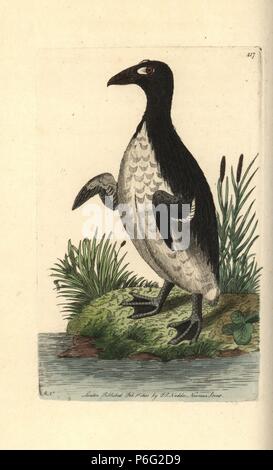 Grand Pingouin Pinguinus impennis,. Disparu. (Grande awk, Alca Impennis) Illustration dessiné et gravé par Richard Nodder Sciences. Coloriée à la gravure sur cuivre de George Shaw et Frederick Nodder's 'Le Naturalist's Miscellany, Londres, 1800. Banque D'Images