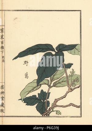 Yakuzu ou kudzu, Pueraria lobata, arrowroot japonaise. Gravure sur bois coloriée par Kono Bairei Bana Hyakushu de Kusa (une centaine de variétés de fleurs), Tokyo, Yamada, 1901. Banque D'Images