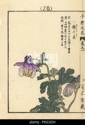 Odamakisou ou européenne, ancolie Aquilegia vulgaris. Gravure sur bois coloriée par Kono Bairei Senshu de no Hana (mille variétés de fleurs), Bunkyudo, Kyoto, 1900. Banque D'Images