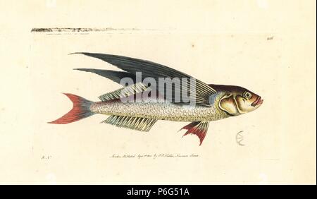 Deux tropicaux ou sharpfinned aile flyingfish flyingfish, Exocoetus volitans (poisson volant, Exocoetus evolans). Illustration dessiné et gravé par Richard Nodder Sciences. Coloriée à la gravure sur cuivre de George Shaw et Frederick Nodder's 'Le Naturalist's Miscellany, Londres, 1800. Banque D'Images