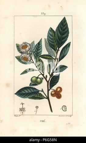 Plateau, Camellia sinensis, montrant des feuilles, fruits et fleurs. Crépi coloriée à la gravure sur cuivre par Junior Lambert d'après un dessin de Pierre Jean François Turpin de Chaumeton, Poiret et Chamberet's 'La Flore medicale,' Paris, Panckoucke, 1830. Turpin (17751840) a été l'un des trois géants de l'art botanique français de l'époque aux côtés de Pierre Joseph Redoute et Pancrace Bessa. Banque D'Images