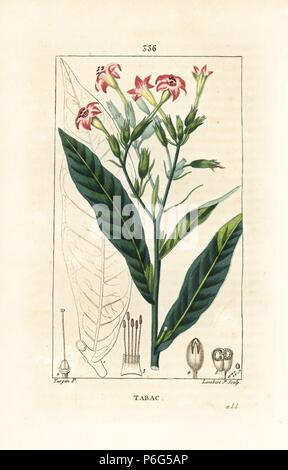 Tabac, Nicotiana tabacum. Crépi coloriée à la gravure sur cuivre par Junior Lambert d'après un dessin de Pierre Jean François Turpin de Chaumeton, Poiret et Chamberet's 'La Flore medicale,' Paris, Panckoucke, 1830. Turpin (17751840) a été l'un des trois géants de l'art botanique français de l'époque aux côtés de Pierre Joseph Redoute et Pancrace Bessa. Banque D'Images