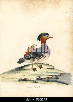 Canard Mandarin Aix galericulata,. Chinois (canard, Anas galericulata) coloriée à la gravure sur cuivre d'une illustration par William Hayes de portraits d'oiseaux rares et curieux de la Menagery de Osterly Park, Londres, Bulmer, 1794. Banque D'Images