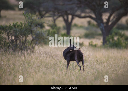 Bébé antilope Springbok (Antidorcas marsupialis) grignotage morph noir son retour à l'état sauvage dans la lumière douce soirée Mokala National Park, Afrique du Sud Banque D'Images