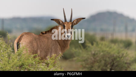 Roan Antelope (Hippotragus equinus) en gros plan et tourné pour faire face à la caméra dans un paysage agricole du Cap Nord, en Afrique du Sud Banque D'Images