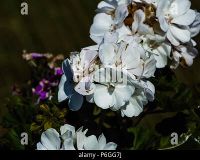 Un gros plan de fleurs blanches Banque D'Images