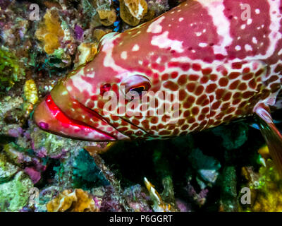 Mérou marron,Mycteroperca tigris est une espèce de poissons de la famille des Serranidae. Banque D'Images