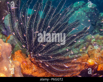 Les Crinoïdes sont des animaux marins qui composent la classe Crinoidea des échinodermes Banque D'Images