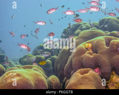 Barrière de corail en mer Carbiiean Banque D'Images