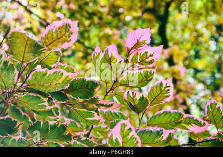 Les feuilles colorées d'un hêtre européen tricolore, Fagus sylvatica. Banque D'Images
