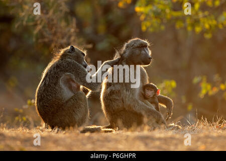 Famille de rétroéclairé babouins chacma (Papio ursinus), Kruger National Park, Afrique du Sud Banque D'Images