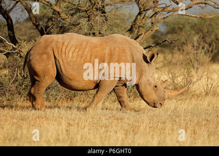 Un rhinocéros blanc (Ceratotherium simum) pâturage dans l'habitat naturel, l'Afrique du Sud Banque D'Images