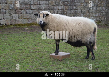 Face blaireau Welsh Mountain Sheep Ewe Banque D'Images