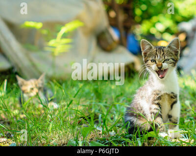 Intérieur mignon chaton à poil court est un sifflement. Selective focus sur sa tête. Un contour d'une autre kitty est visible dans un arrière-plan flou. Banque D'Images