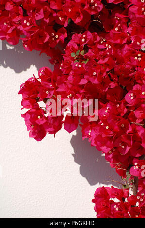 De plus en plus Bougainvillia rouge contre un mur blanc à Zakynthos, Grèce Banque D'Images