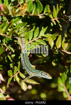 Ibiza sous-espèce lézard des murailles (Podarcis pityusensis formenterae) suspendu dans un lentisque à Ses Salines Parc Naturel (Formentera, Iles Baléares, Espagne) Banque D'Images