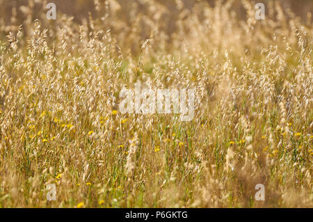 L'herbe folle avoine (Avena sp.) terrain avec fleurs dans pouvez Marroig immobiliers publics dans le Parc Naturel de Ses Salines (Formentera, Iles Baléares, Espagne) Banque D'Images