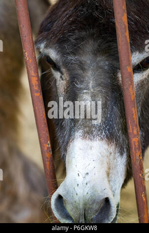 Un regard sur les animaux à travers la cage dans le zoo. Portrait d'une belle tête d'âne gris aux yeux tristes dans une volière derrière une clôture métallique. Banque D'Images