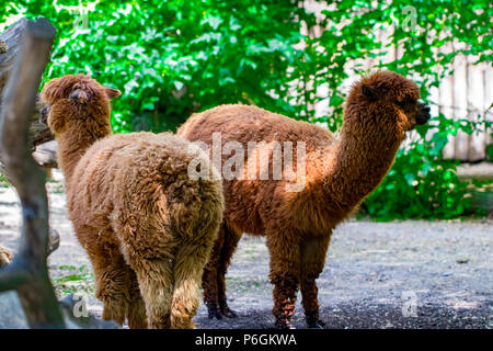 Portrait de deux alpagas Brown à la recherche dans l'appareil photo dans un champ vert sur une journée ensoleillée. Banque D'Images