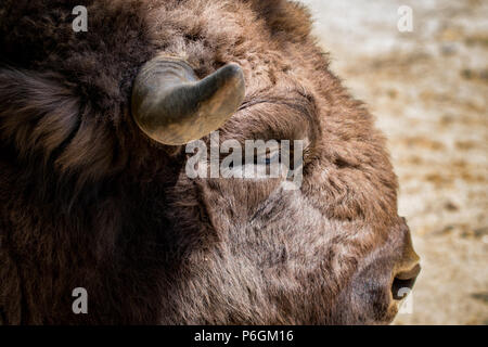 Portrait en gros de bisons sauvages vu de profil. Banque D'Images