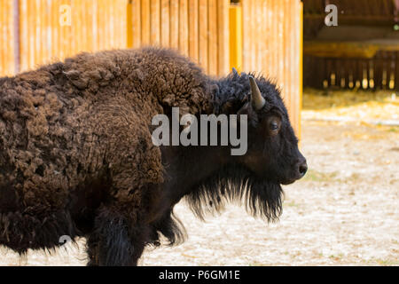 Portrait en gros de bisons sauvages vu de profil. Banque D'Images