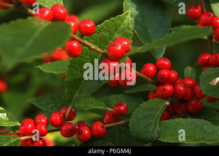 Fruit mûr d'un arbuste de Winterberry (aulne noir) en automne Banque D'Images