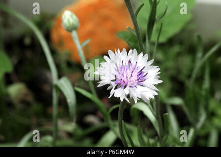 Close-up de Dianthus en fleur Banque D'Images
