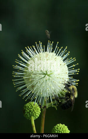 Close up of céphalanthe occidental flower Banque D'Images