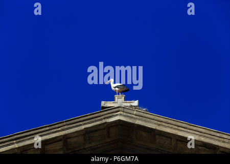 Une Cigogne blanche dans son nid sur le toit d'Parroquia Santa Maria la Mayor toit au centre-ville de Alcalá de Henares, une ville charmante et historique près de Banque D'Images