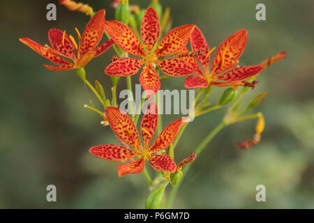 Lily Blackberry/ leopard lily Banque D'Images