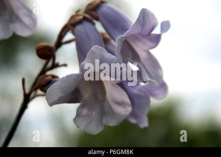 Fleurs de Foxglove Tree ( Paulownia tomentosa) Banque D'Images