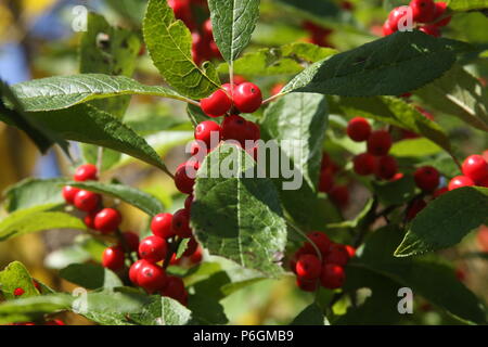 Fruit mûr d'un arbuste de Winterberry (aulne noir) en automne Banque D'Images