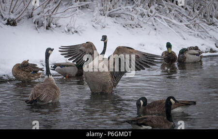 Plusieurs Bernaches du Canada en rivière avec des ailes déployées. Banque D'Images
