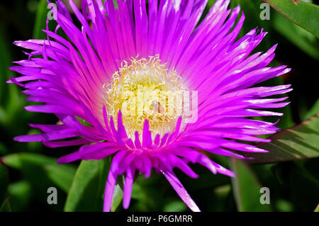 Macrophotographie des une fleur pourpre de Delosperma cooperi, également connu sous le tapis rose, avec de minuscules étamines sur l'escargot Banque D'Images