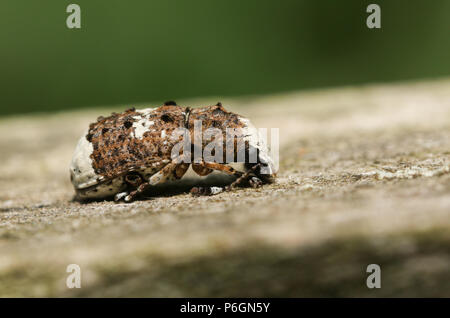 Un joli Platystomos albinus (Charançons) reposant sur une clôture en bois dans les bois. Banque D'Images