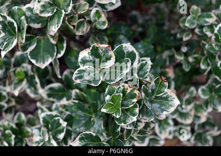 Emerald 'N Gold shrub close up detail Banque D'Images