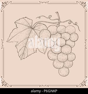 Les raisins. Croquis dessinés à la main, sur fond beige Illustration de Vecteur