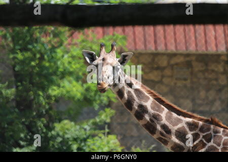 Girafe du nord - Giraffa camelopardalis au Zoo de Budapest, Hongrie Banque D'Images