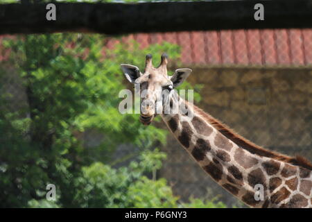 Girafe du nord - Giraffa camelopardalis au Zoo de Budapest, Hongrie Banque D'Images