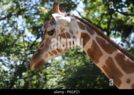 Girafe du nord - Giraffa camelopardalis au Zoo de Budapest, Hongrie Banque D'Images