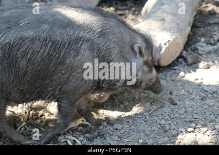 Warty Visayan Sus cebifrons - Cochon Banque D'Images