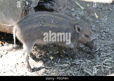 Warty Visayan Sus cebifrons - Cochon Banque D'Images