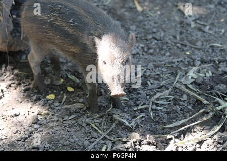 Warty Visayan Sus cebifrons - Cochon Banque D'Images