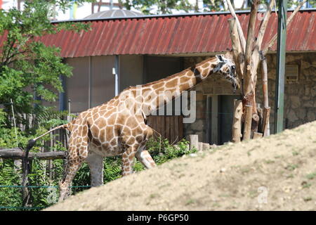 Girafe du nord - Giraffa camelopardalis au Zoo de Budapest, Hongrie Banque D'Images