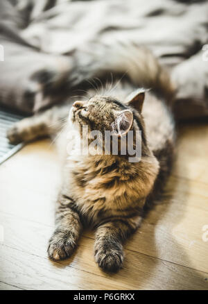 Fluffy kitten se trouve sur le plancher d'une chambre confortable lumineux Banque D'Images