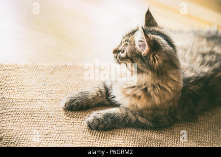 Chaton sibérien sur le plancher Banque D'Images