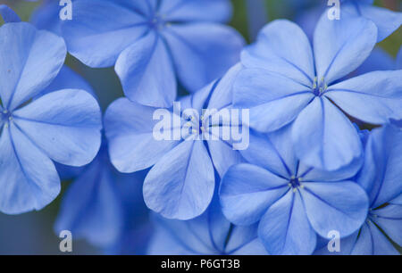 Plumbago bleu Floraison macro naturel floral background Banque D'Images