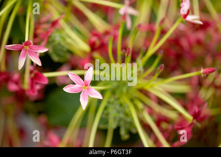 La floraison Combretum indicum aka fond chèvrefeuille chinois Banque D'Images