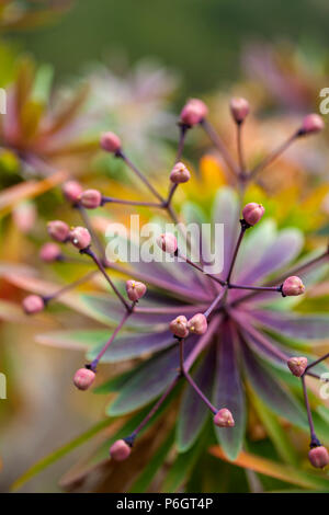 Floral background de former fruit d'Euphorbia atropurpurea Banque D'Images